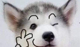 狗狗最新爆料文案短句图片,最新爆料短句图片背后的故事