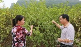 竹山农香最新爆料,带你走进神秘农产品世界