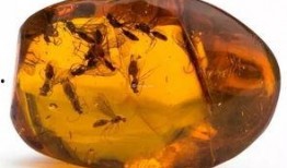 琥珀皮肤爆料怎么做视频